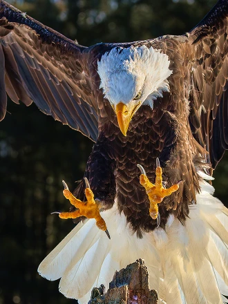 Aves que me enseñaron a mirar